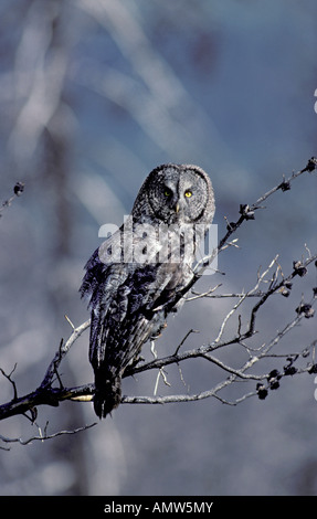 Chouette lapone Strix nebulosa Parc National de Yellowstone au Wyoming USA Adultes Juillet Strigidae Banque D'Images