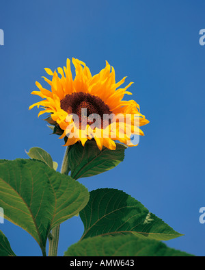 Un tournesol en pleine floraison Banque D'Images