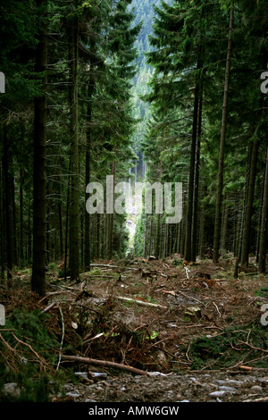 Forêt de conifères et arbres tombés dans un temps brumeux Banque D'Images