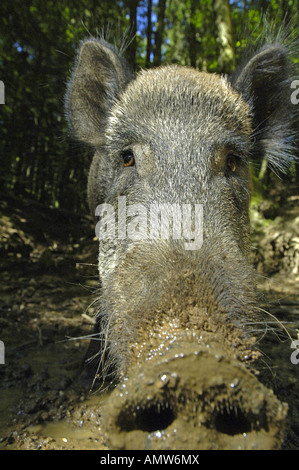 Les sangliers dans la boue / Sus scrofa Banque D'Images