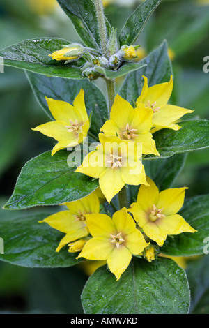 Jardin Salicaire ( Lysimachia vulgaris ) Allemagne Banque D'Images