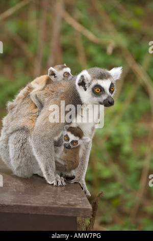 Untitled document avec deux oursons / Lemur catta Banque D'Images