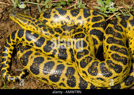 Au rez-de-serpent Anaconda jaune Eunectes notaeus Pantanal Brésil Banque D'Images