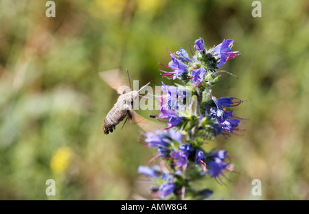 Humming-bird Hawk-moth (Macroglossum stellatarum) sur (Vipérine commune Echium vulgare), Allemagne Banque D'Images