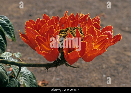 African tulip tree (spathodea campanulata) Banque D'Images