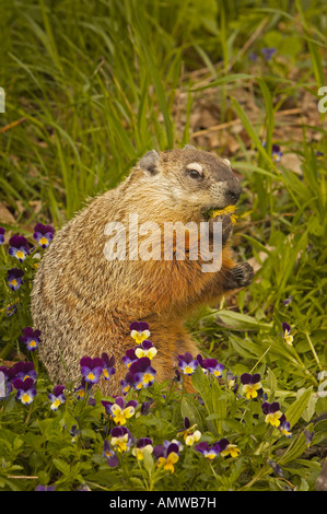 Ou de la marmotte Marmota monax Marmotte Minnesota USA Banque D'Images