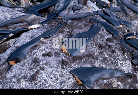 Shark s des nageoires et de la queue sur les rochers de séchage au soleil Banque D'Images