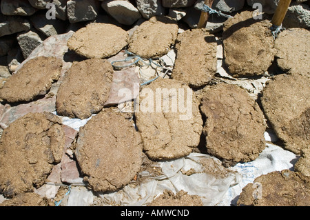 Plaquettes de vache comme un matériel de chauffage naturel, le Ladakh, le Jammu-et-Cachemire, l'Inde Banque D'Images