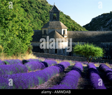 FR - Vaucluse : Abbaye Notre Dame de Sénanque près de Gordes Banque D'Images