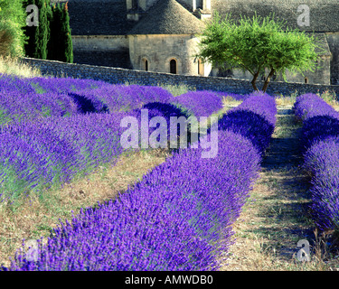 FR - Vaucluse : Abbaye Notre Dame de Sénanque près de Gordes Banque D'Images