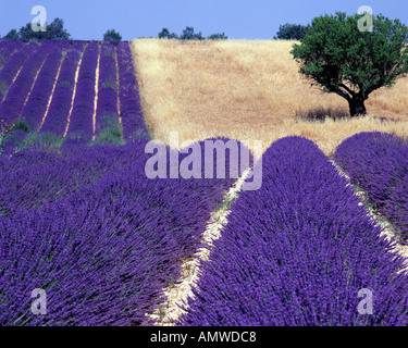 FR - ALPES-DE-HAUTE-PROVENCE : champ de lavande et d'arbre sur le Plateau de Valensole près de Montagnac-montpezat Banque D'Images