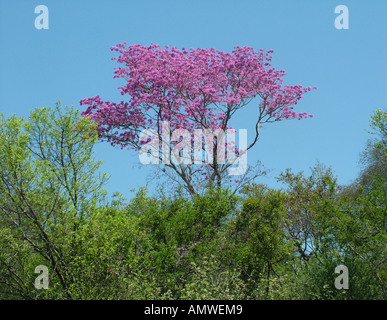 Tabebuia heptaphylla) avec des fleurs roses, Gran Chaco au Paraguay Banque D'Images