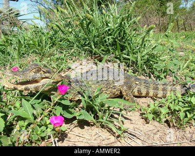 Le Caïman nain de Cuvier camouflé (Paleosuchus palpebrosus), am Rio Paraguay, Paraguay Banque D'Images