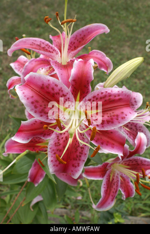 Stargazer Lily Banque D'Images