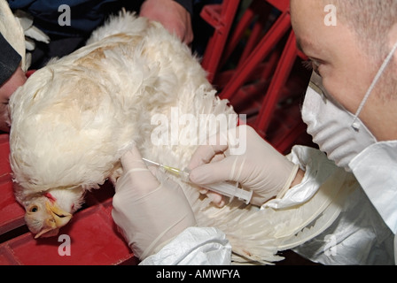 Ministère de l'Agriculture Vétérinaire en prenant un échantillon de sang d'un poulet de Cobb pour tester pour le virus H5N1 de la grippe aviaire Banque D'Images