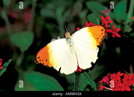 Hebomoia glaucippe Grande Pointe Orange Banque D'Images