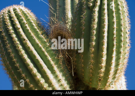 Nid d'oiseau à Tucson arizona cactus Saguaro Banque D'Images