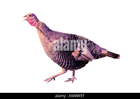 La Turquie poule isolé sur fond blanc Banque D'Images
