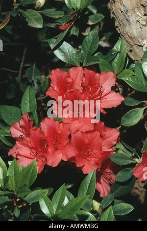 Azalea Azalea (spec., Rhododendron spec.), blooming, Taiwan Banque D'Images