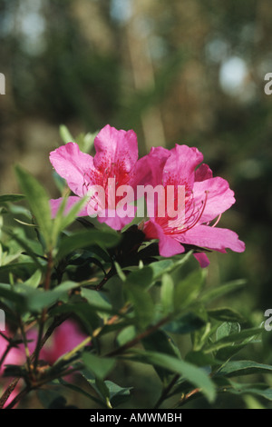 Azalea Azalea (spec., Rhododendron spec.), blooming, Taiwan Banque D'Images