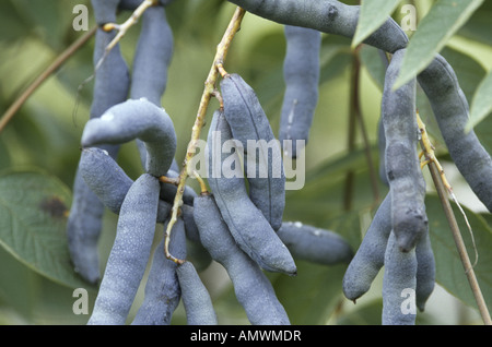 Noirou, haricot Bleu, Bleu d'arbustes Decaisnea fargesii arbre (haricots), les fruits mûrs Banque D'Images