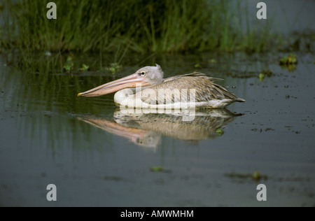 Pelican adossés rose (Pelecanus rufescens) flottant sur un étang au Kenya Banque D'Images