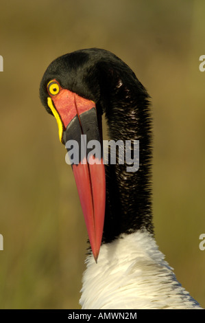 Bec de selle en se lissant portrait Stork Banque D'Images