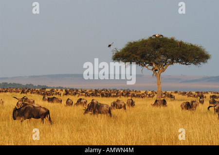 Grand troupeau de gnous pâturage sur les plaines du Mara avec les vautours dans un arbre d'Acacia Banque D'Images