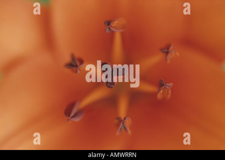 Lily (Lilium spec.), macro shot de cicatrice et d'endurance Banque D'Images