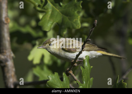 Bonelli's Warbler (Phylloscopus bonelli), homme dans un arbre, France, Provence Banque D'Images