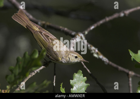 Bonelli's Warbler (Phylloscopus bonelli), homme dans un arbre, France, Provence Banque D'Images