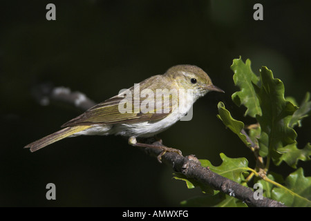 Bonelli's Warbler (Phylloscopus bonelli), homme dans un arbre, France, Provence Banque D'Images