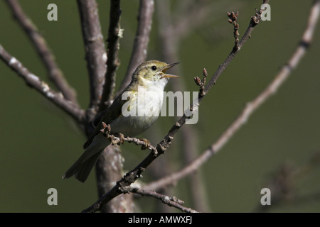 Bonelli's Warbler (Phylloscopus bonelli), chant masculin, France, Provence Banque D'Images