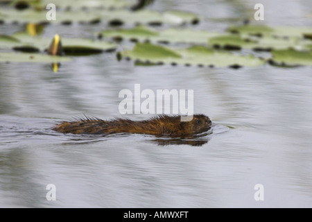 Le rat musqué (Ondatra zibethica), natation, Pays-Bas, Frise Banque D'Images