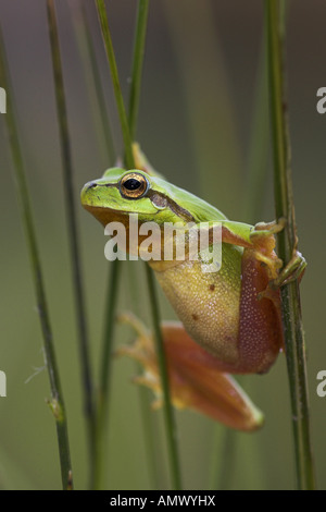 Rainette versicolore rainette Méditerranéenne, stripeless (Hyla meridionalis), homme escalade à reed, Espagne, Andalousie Banque D'Images