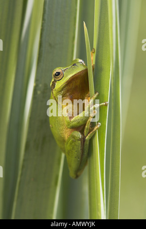 Rainette versicolore rainette Méditerranéenne, stripeless (Hyla meridionalis), homme escalade à reed, Espagne, Andalousie Banque D'Images