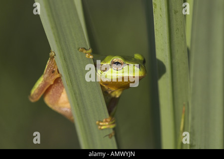 Rainette versicolore rainette Méditerranéenne, stripeless (Hyla meridionalis), homme escalade à reed, Espagne, Andalousie Banque D'Images