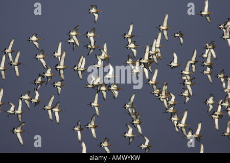 Barge à queue noire (Limosa limosa), flying flock, Pays-Bas, Gueldre Banque D'Images