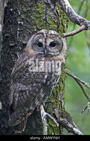 Chouette hulotte eurasien (Strix Aluco enr), oiseau juvénile, la Suède, l'Haelsingland Banque D'Images