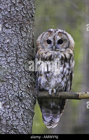 Chouette hulotte eurasien (Strix Aluco enr), oiseau juvénile, la Suède, l'Haelsingland Banque D'Images