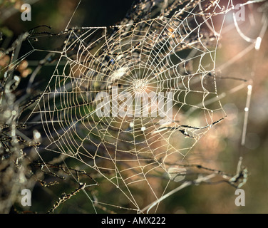 NATURE : Web Spiders Banque D'Images