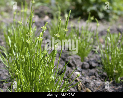 Ratoncule naine, la souris commune-queue, moins la souris-queue, une souris-tail (Myosurus minimus), plantes fleuries Banque D'Images