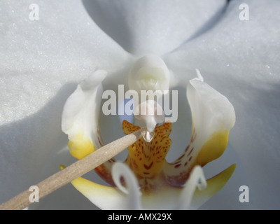 Moth orchid (Phalaenopsis-Hybride), simulation de l'autopollinisation, série photo 1/2 Banque D'Images