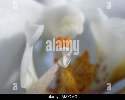 Moth orchid (Phalaenopsis-Hybride), pollinie, simulation de l'autopollinisation, série photo 2/2 Banque D'Images