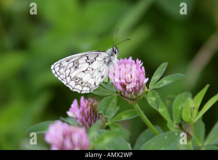 Papillon blanc marbré, Melanargia galathea, Nymphalidae, de l'alimentation sur le trèfle rouge Banque D'Images