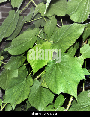 Le Chanvre, de l'Afrique de l'hémérocalle (Sparrmannia africana Chanvre africaine), les feuilles Banque D'Images