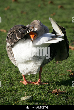 Oie cendrée, Anser anser, Anatidae. Probablement un hybride domestique. Banque D'Images