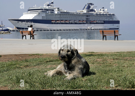 Chien domestique (Canis lupus f. familiaris), le chien en face d'un paquebot de croisière millénaire, la Turquie, Kusadasi Banque D'Images