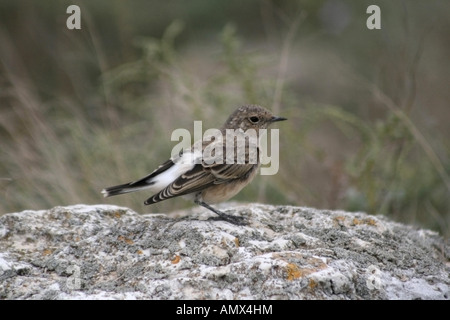 Traquet motteux (Oenanthe pleschanka pied), assis sur un rocher, Bulgarie Banque D'Images