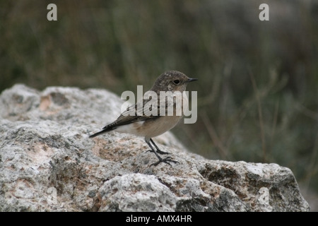 Traquet motteux (Oenanthe pleschanka pied), assis sur un rocher, Bulgarie Banque D'Images